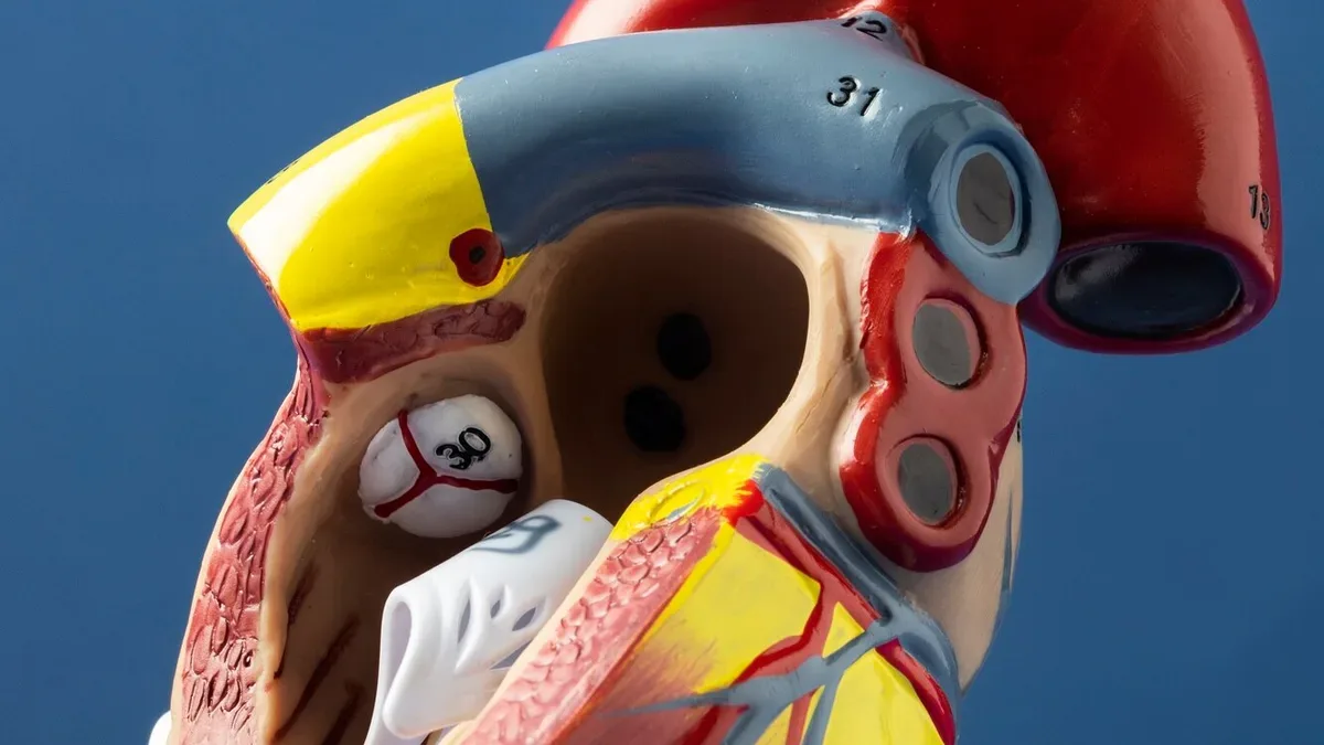 Modelo anatómico del corazón humano que muestra el músculo cardiaco para estudio en cardiología